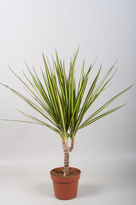 <h4>Dracaena Sunray enkele stam</h4>