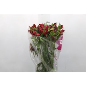 ALSTROEMERIA NATALYA 080 CM