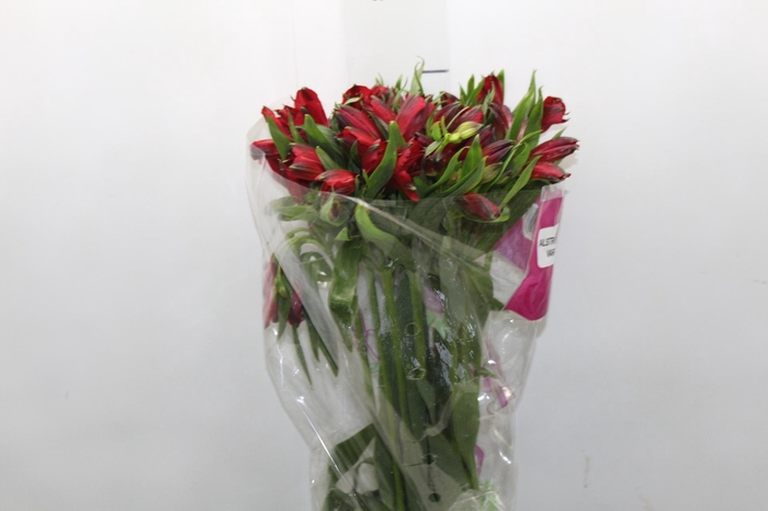 <h4>ALSTROEMERIA NATALYA 080 CM</h4>