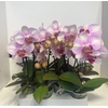 Phal Make-up Pink 1-2 Spike