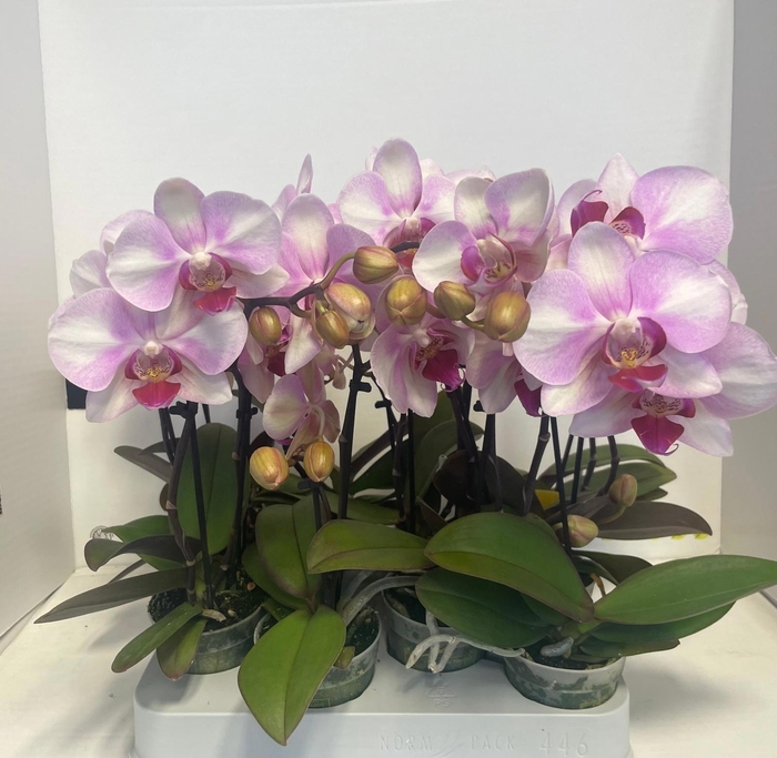 Phal Make-up Pink 1-2 Spike
