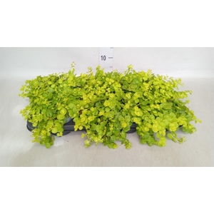 Lysimachia nummularia