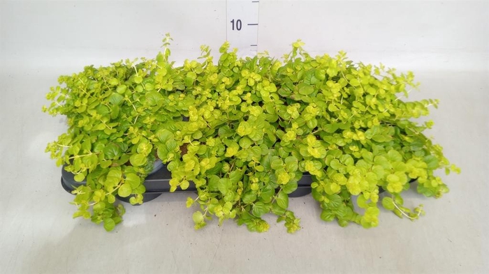 <h4>Lysimachia nummularia</h4>