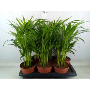 Dypsis lutescens   ...Chrysalidoca