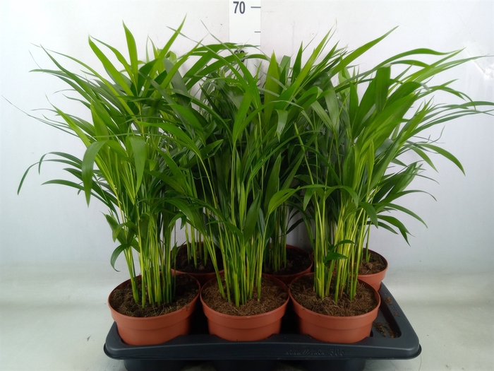<h4>Dypsis lutescens   ...Chrysalidoca</h4>