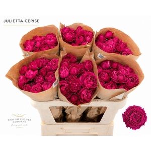 Rosa spray garden julietta cerise