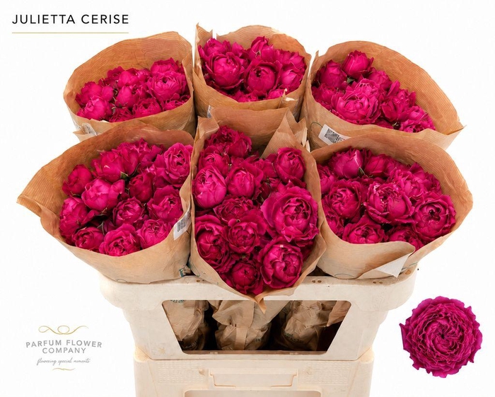 <h4>Rosa spray garden julietta cerise</h4>