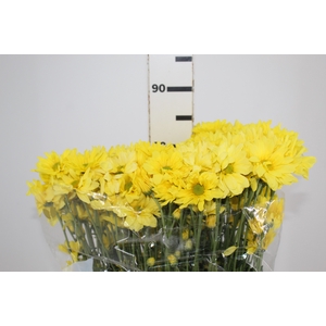 CRISANTEMO SUNNY REAGAN 070 CM