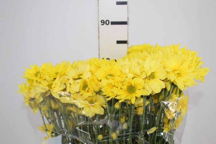 <h4>CRISANTEMO SUNNY REAGAN 070 CM</h4>