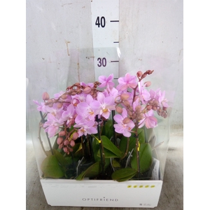 Phalaenopsis multi.   ...rose