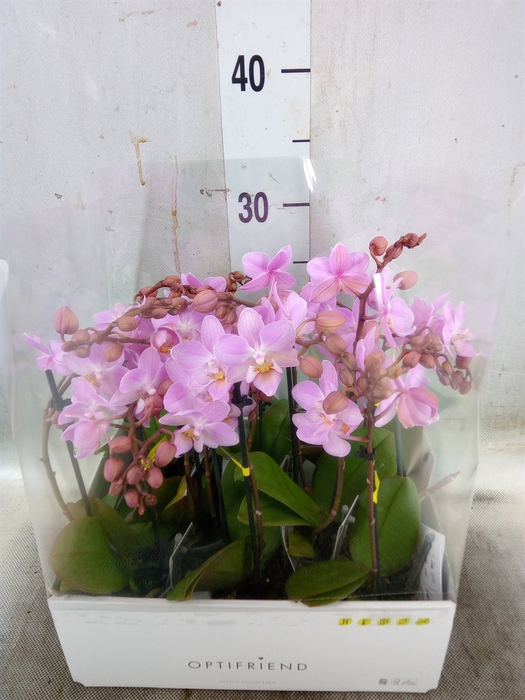 <h4>Phalaenopsis multi.   ...rose</h4>