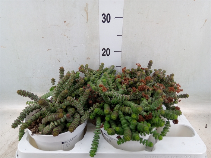 <h4>Crassula   ...</h4>