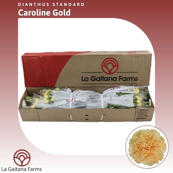 <h4>Dianthus St Caroline Gold</h4>
