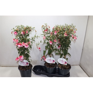 Fuchsia Ov