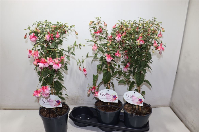 <h4>Fuchsia Ov</h4>