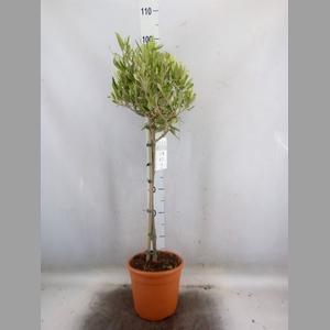Olea europaea