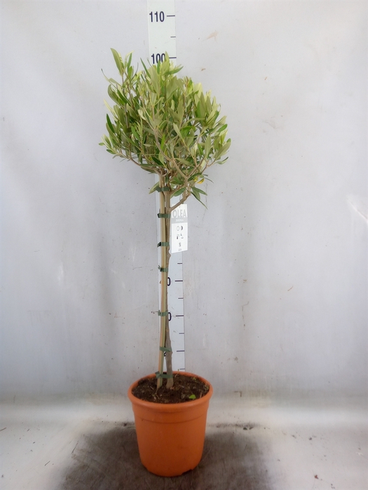 <h4>Olea europaea</h4>