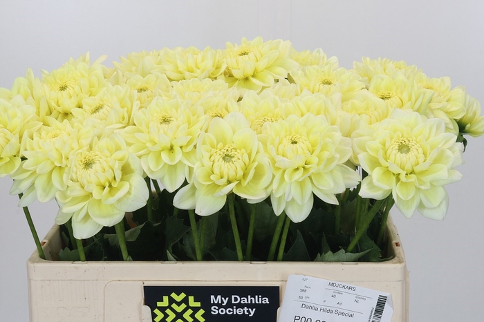 <h4>Dahlia Hilda Special</h4>