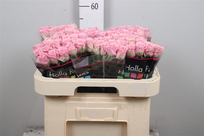 <h4>R Gr Heaven!</h4>