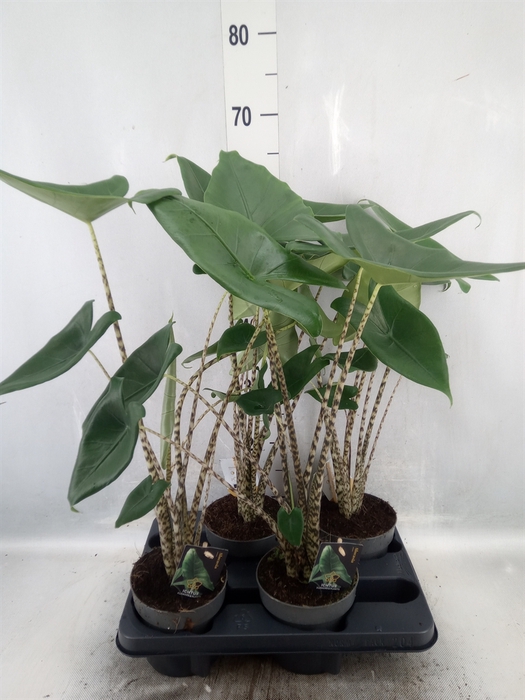 <h4>Alocasia zebrina</h4>