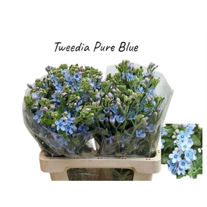 Oxypetal Tan Pur Blu