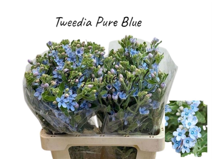 <h4>Oxypetal Tan Pur Blu</h4>