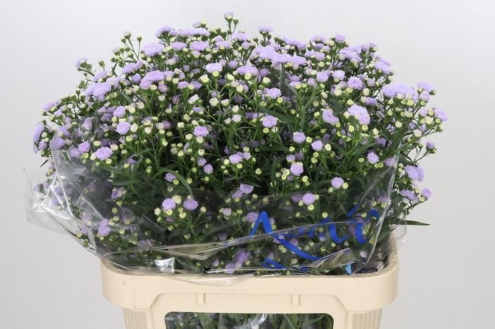 <h4>Aster Astee Milka</h4>
