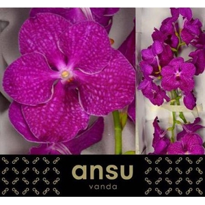 Vanda Ni Cryst Pink