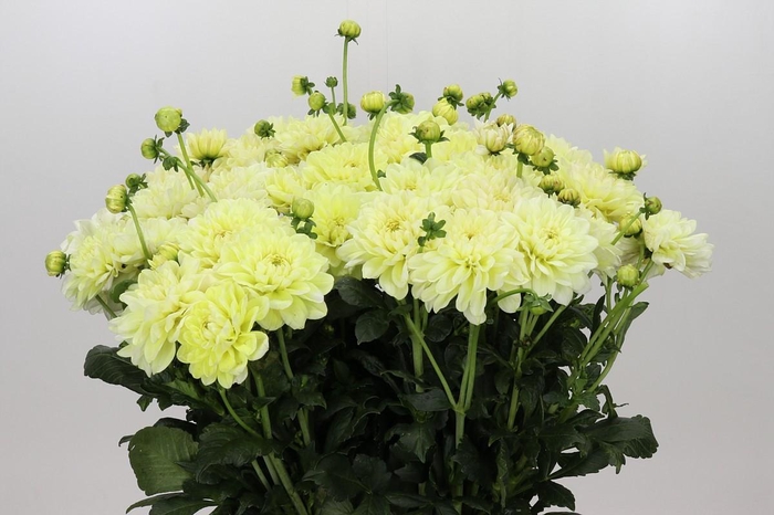Dahlia Champagne