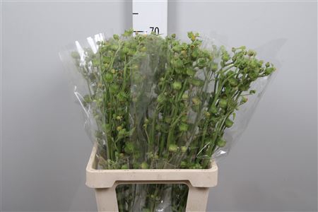 <h4>Lavatera Seed</h4>