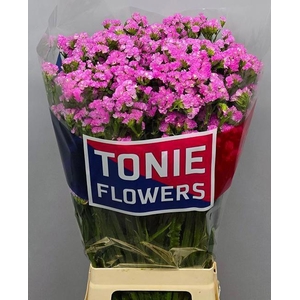 LIM S FANTASIA WINGS