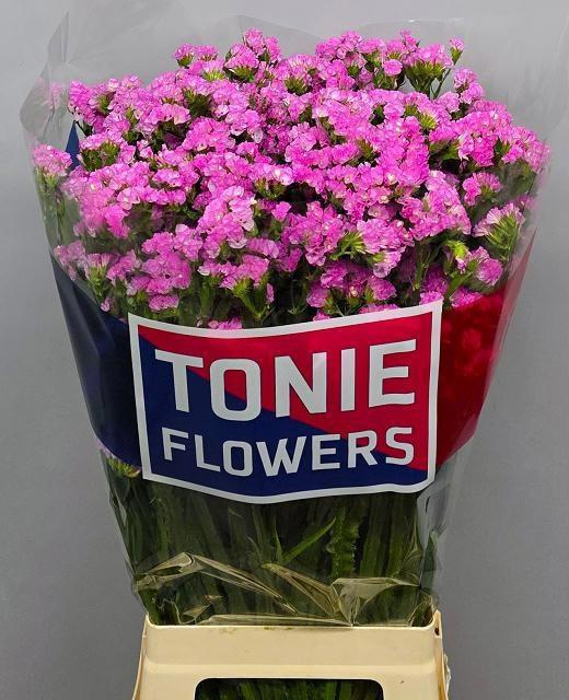 <h4>LIM S FANTASIA WINGS</h4>