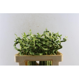 Drac S Lucky Bamboo
