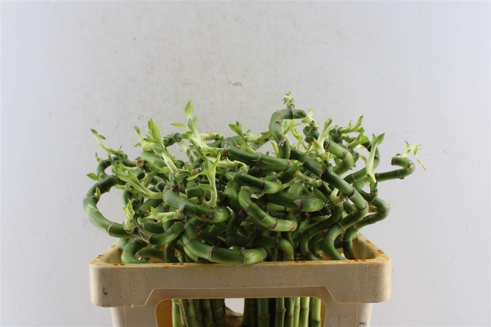 <h4>Drac S Lucky Bamboo</h4>