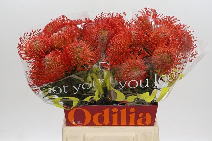 <h4>Leuco Co Succession</h4>