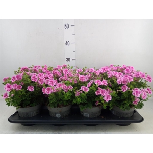 Pelargonium gran.   ..