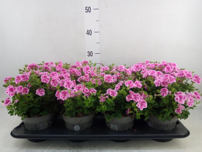 <h4>Pelargonium gran.   ..</h4>
