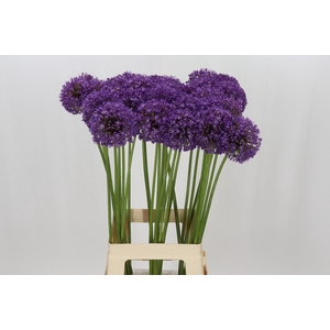 Allium Ambassador