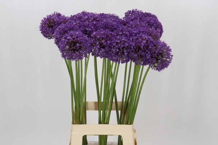 <h4>Allium Ambassador</h4>