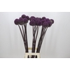 Allium Summer Drummer