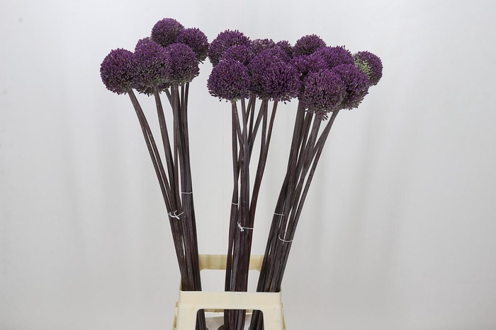 <h4>Allium Summer Drummer</h4>