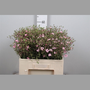 Saponaria Pink