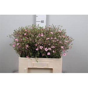 Saponaria Pink