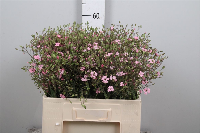 <h4>Saponaria Pink</h4>
