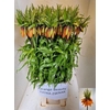 Fritillaria Orange Beauty
