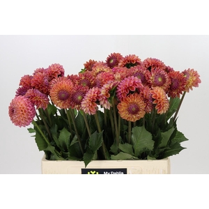 Dahlia Caitlin's Joy