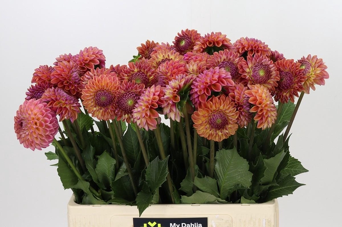 Dahlia Caitlin's Joy