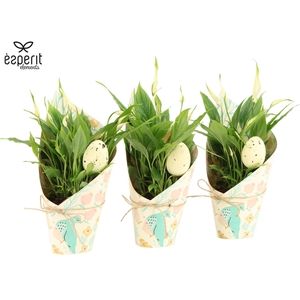 4501177: Solutionss Easter