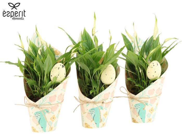 <h4>4501177: Solutionss Easter</h4>