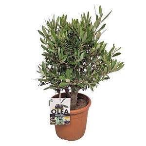 Olea Europaea Bush - 1241